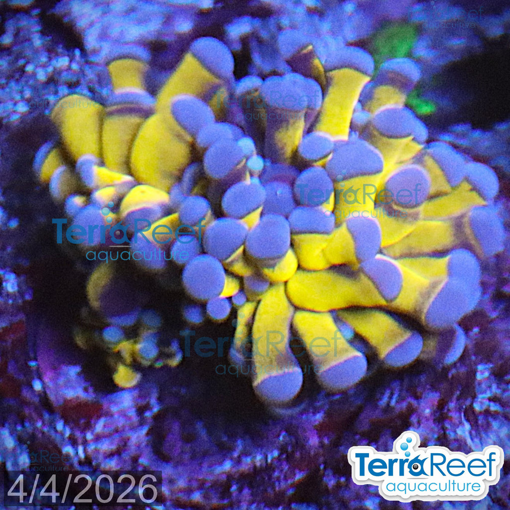 Aussie Gold Torch Coral WYSIWYG 29SmallRight