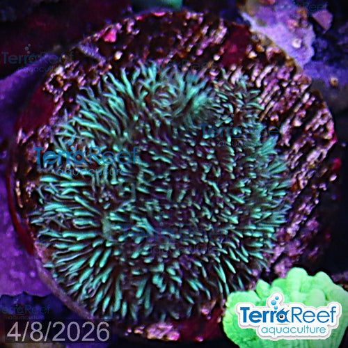 "Shaggy couch Pavona coral" WYSIWYG 10Right