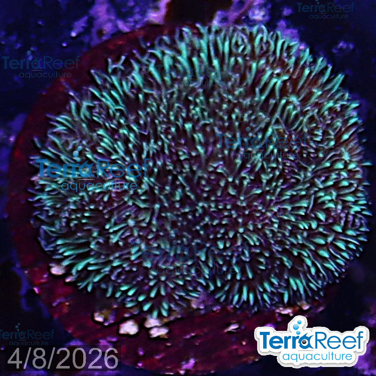 "Shaggy couch Pavona coral" WYSIWYG 11Left