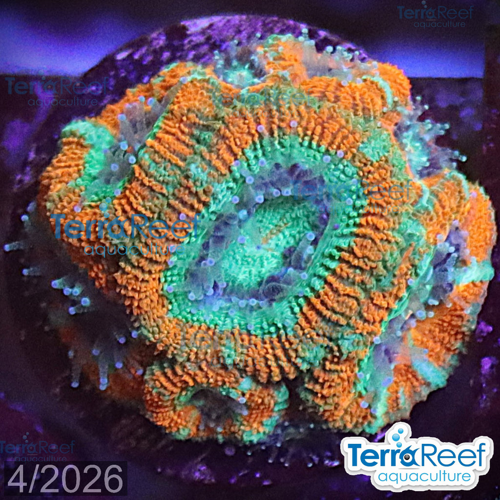 Raging Storm Micromussa Acan Lord aquacultured WYSIWYG coral frag for reef tank