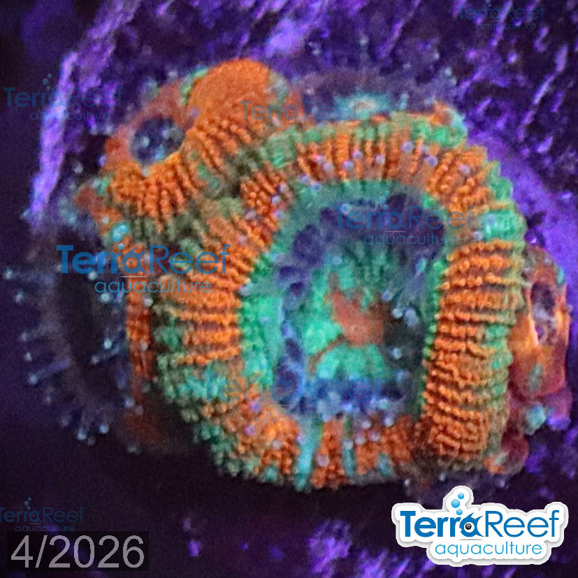 Raging Storm Micromussa Acan Lord aquacultured WYSIWYG coral frag for reef tank