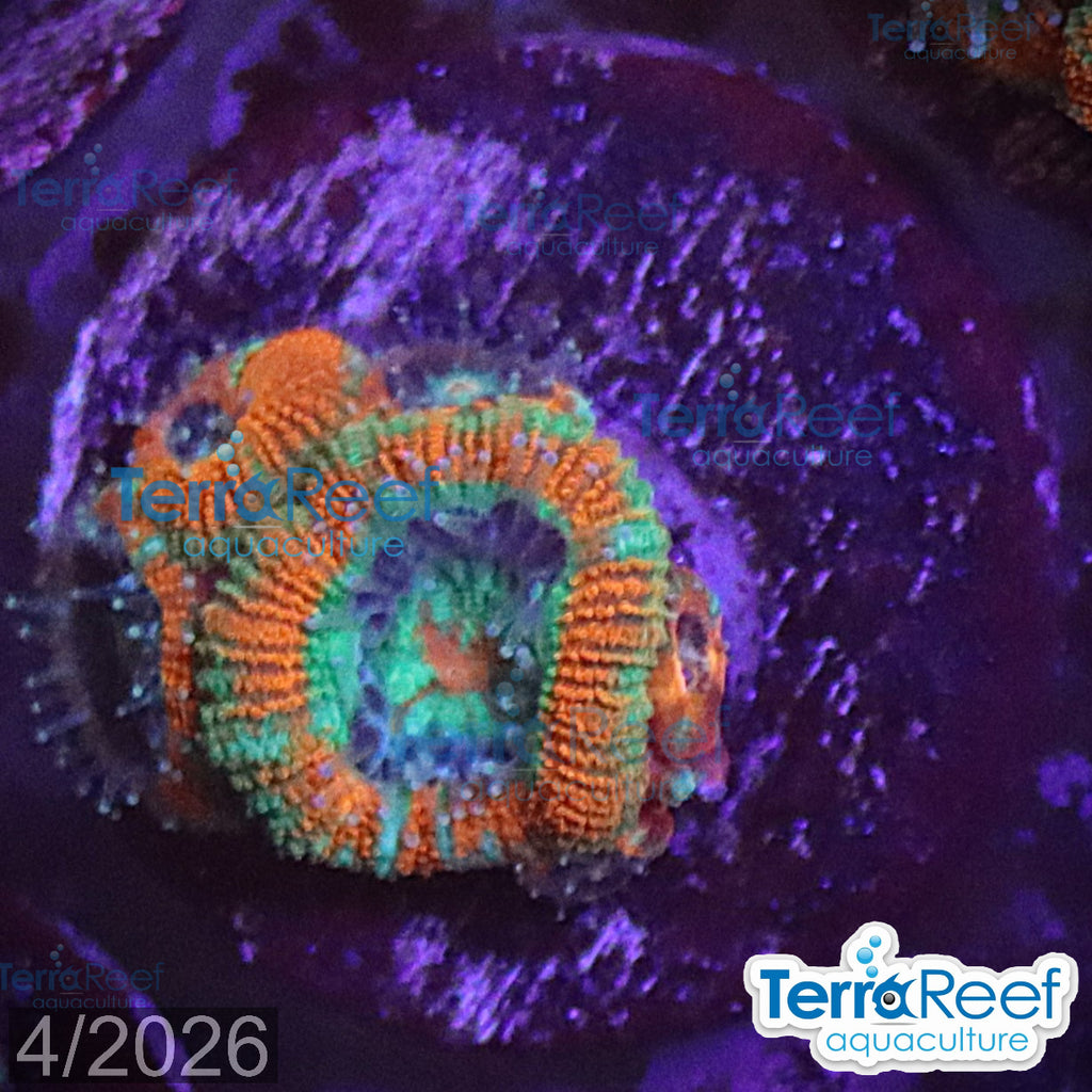 Raging Storm Micromussa "Acan lord" WYSIWYG Frag 25DeskMiddle