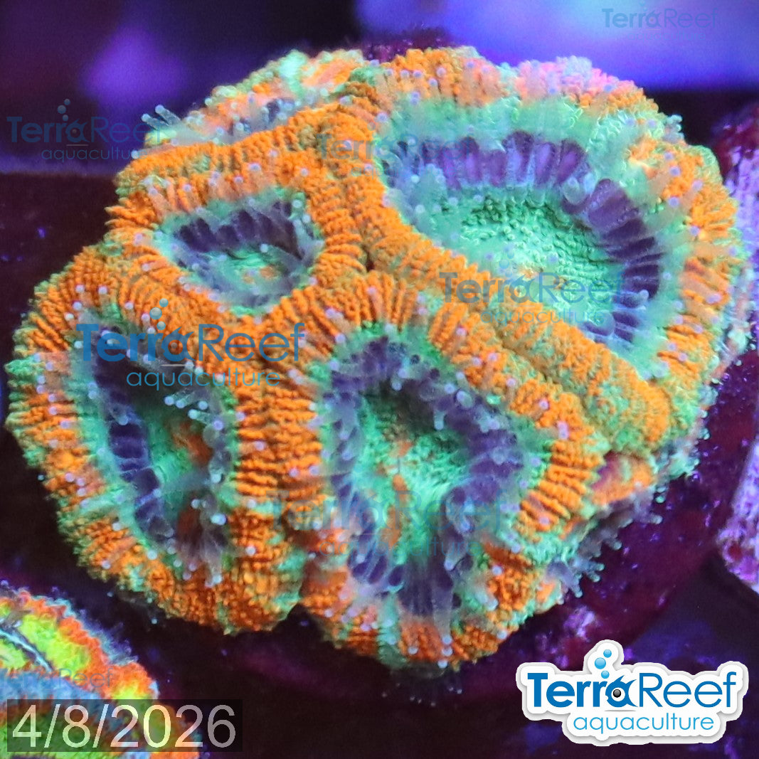 Raging Storm Micromussa Acan Lord aquacultured WYSIWYG coral frag for reef tank