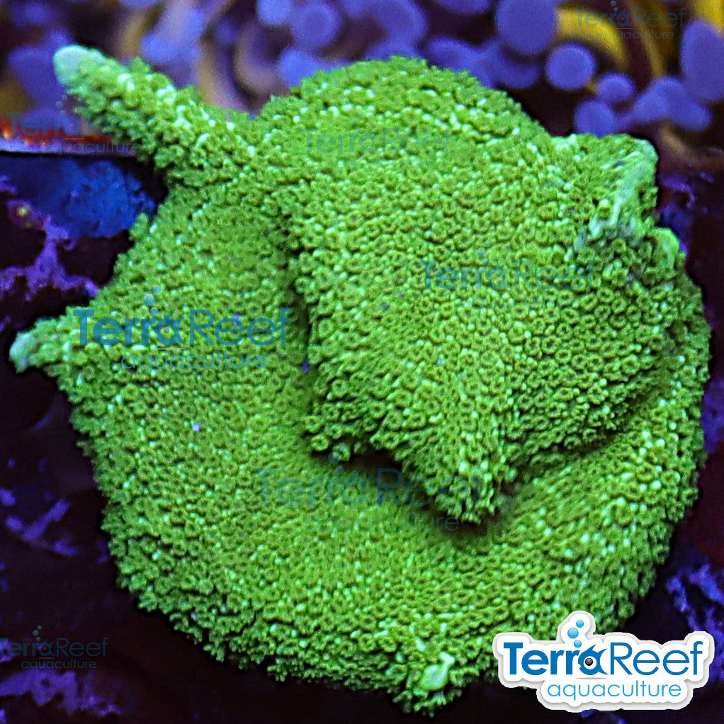 Green digi Montipora digitata frag for saltwater reef tank