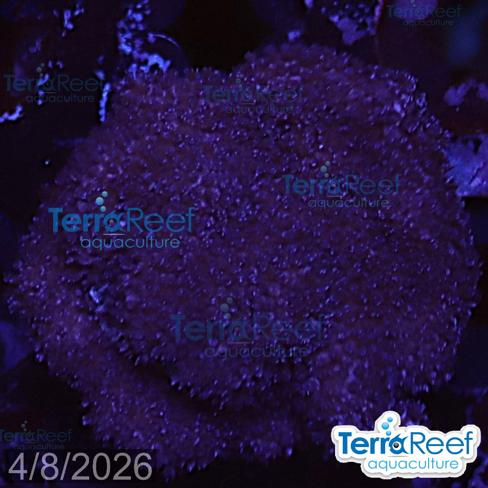 Purple Montipora Digi Coral aquacultured WYSIWYG coral frag for reef tank