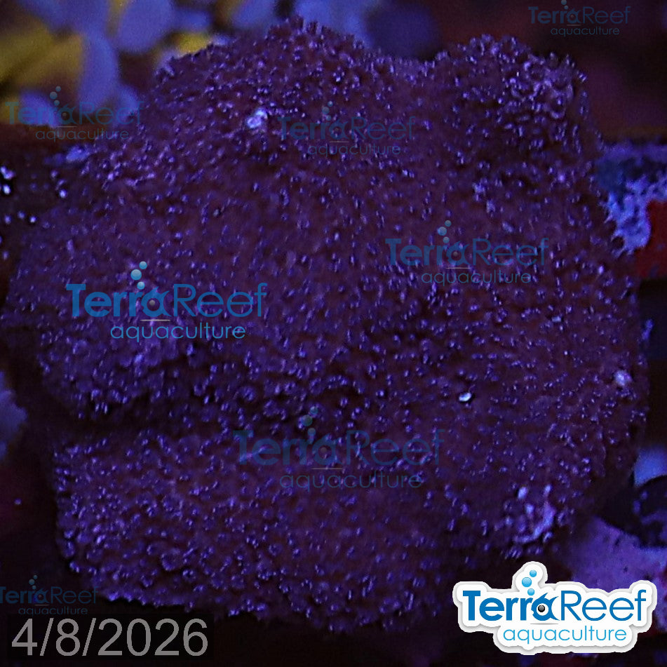 Purple Montipora Digi Coral aquacultured WYSIWYG coral frag for reef tank