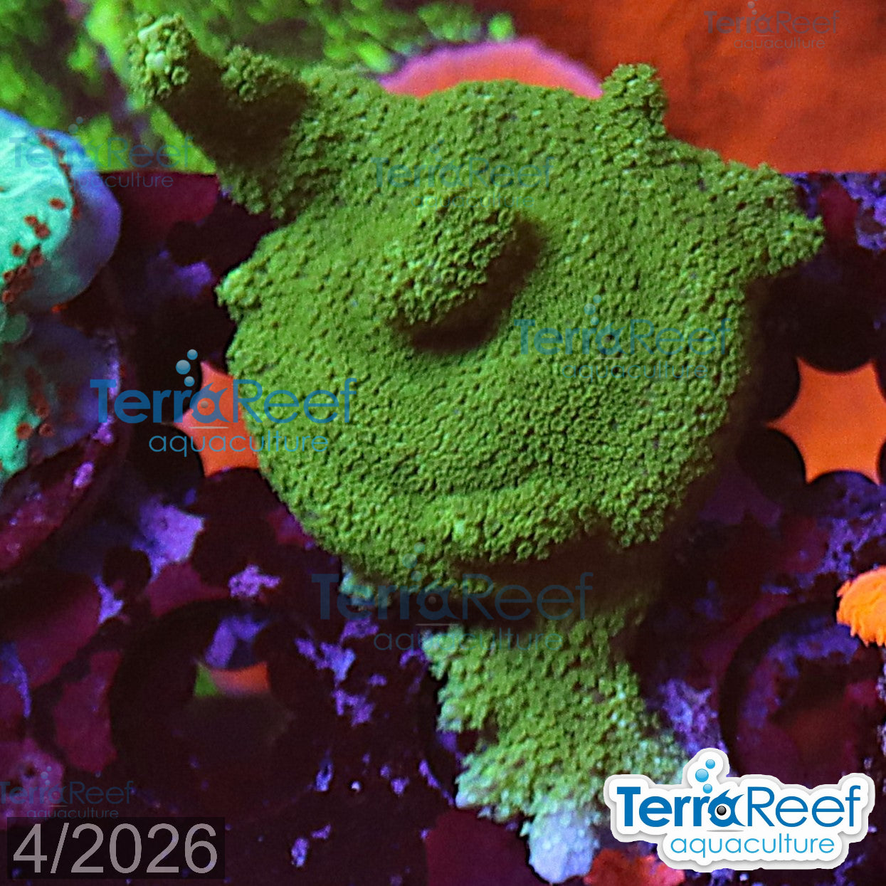 Green Montipora digi Frag WYSIWYG Frag 20