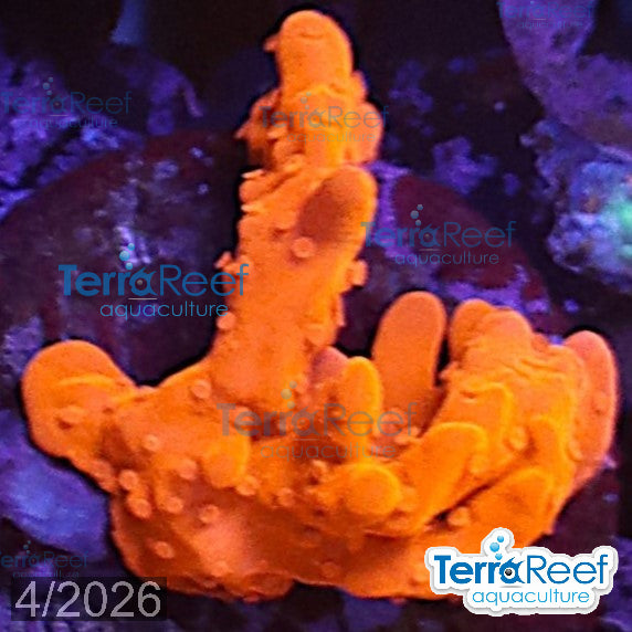 Montipora setosa Coral WYSIWYG Small Frag 39Left