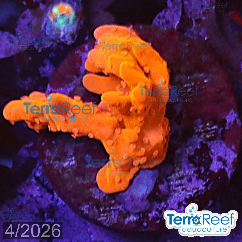 Montipora setosa Coral WYSIWYG Small Frag 39Left
