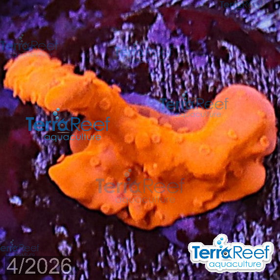Montipora setosa Coral aquacultured WYSIWYG coral frag