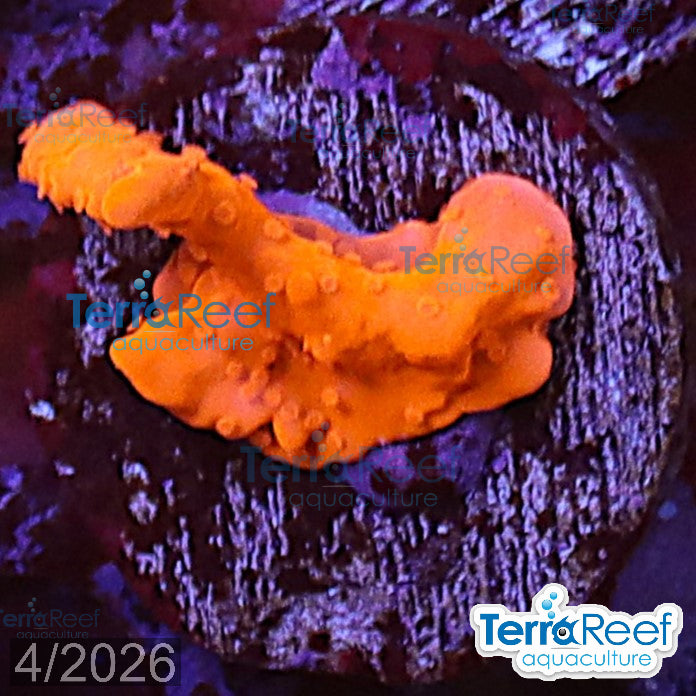 Montipora setosa Coral WYSIWYG Frag 41MidRight