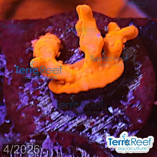 Montipora setosa Coral WYSIWYG Frag 40Right