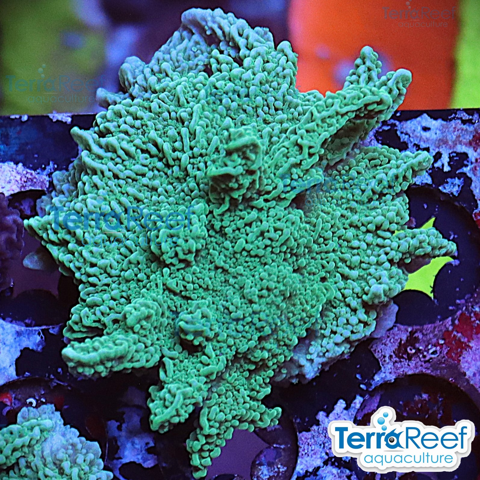 Elkhorn Montipora Frag WYSIWYG 17Right