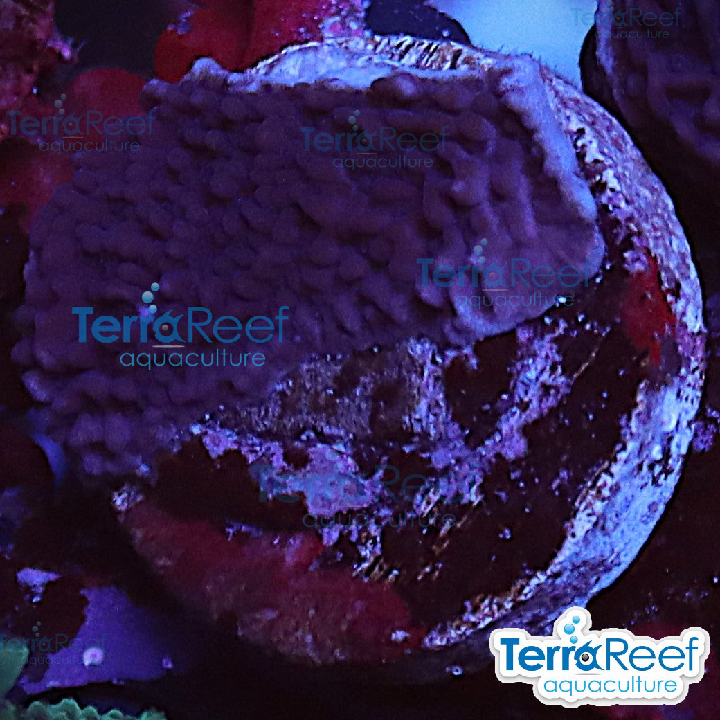 Purple Montipora capricornis Monti cap WYSIWYG Frag 24SmallLeft