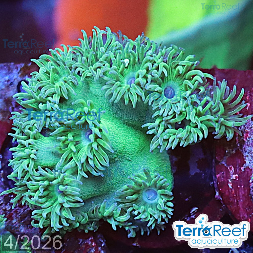 Pagoda cup coral (Turbinaria / Duncanopsammia sp.) WYSIWYG Frag 36Right
