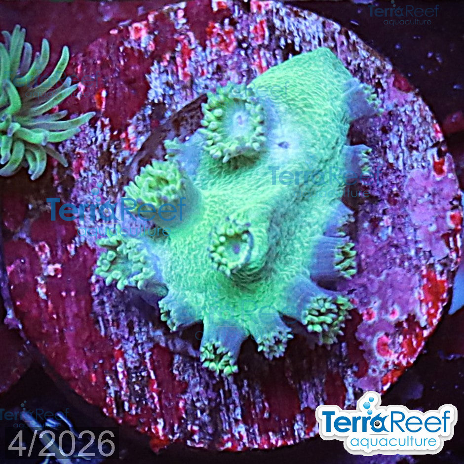 Pagoda cup coral Turbinaria aquacultured WYSIWYG coral frag for reef aquarium