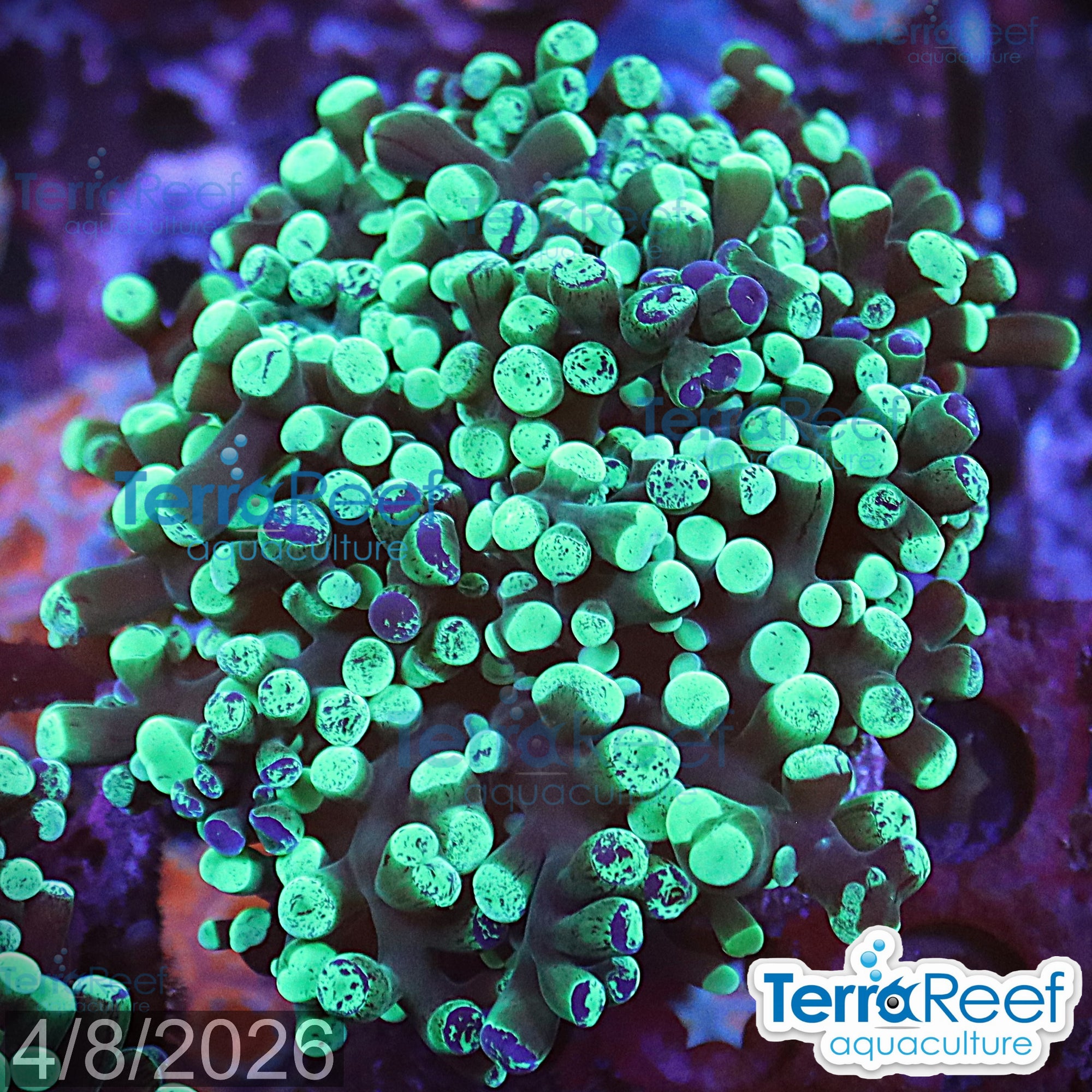 Green Frogspawn aquacultured WYSIWYG coral frag for reef tank