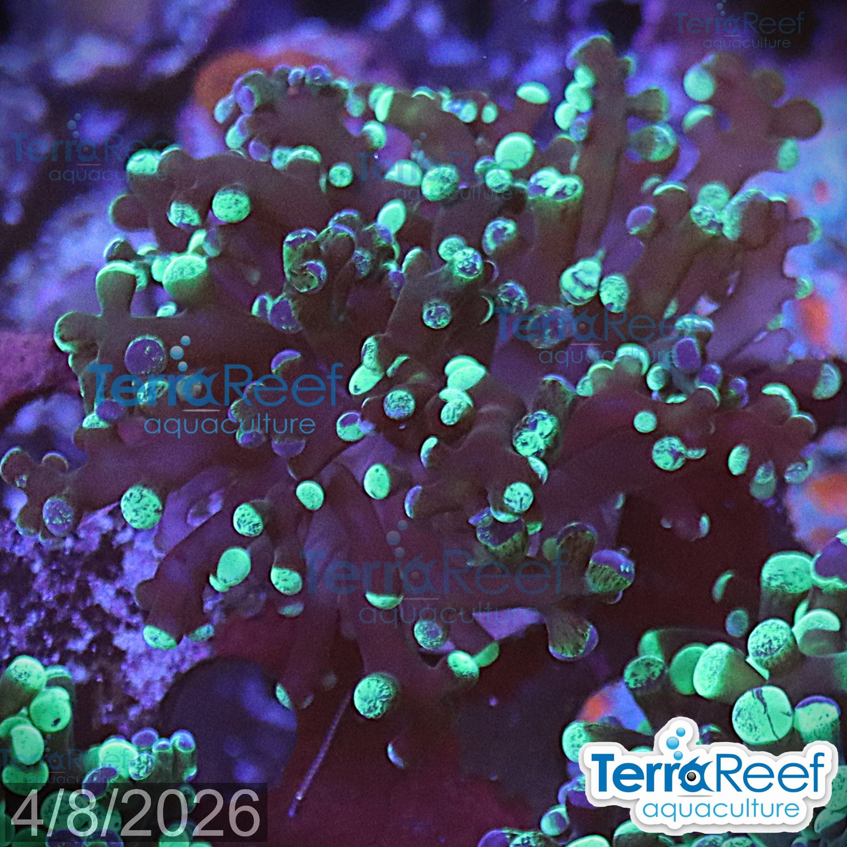 Green Frogspawn aquacultured WYSIWYG coral frag for reef tank