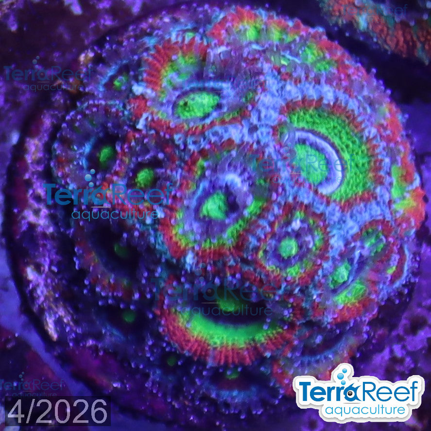 Holy Grail Micromussa Coral WYSIWYG Frag 24Clear