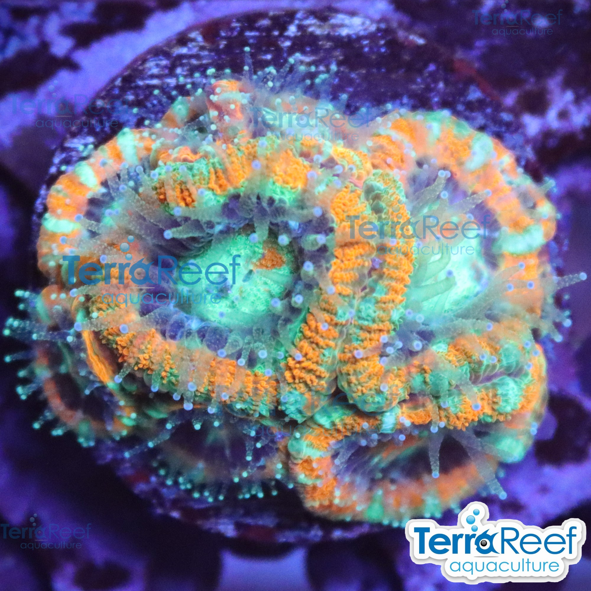 Raging Storm Micromussa "Acan lord" WYSIWYG Frag 21Sink