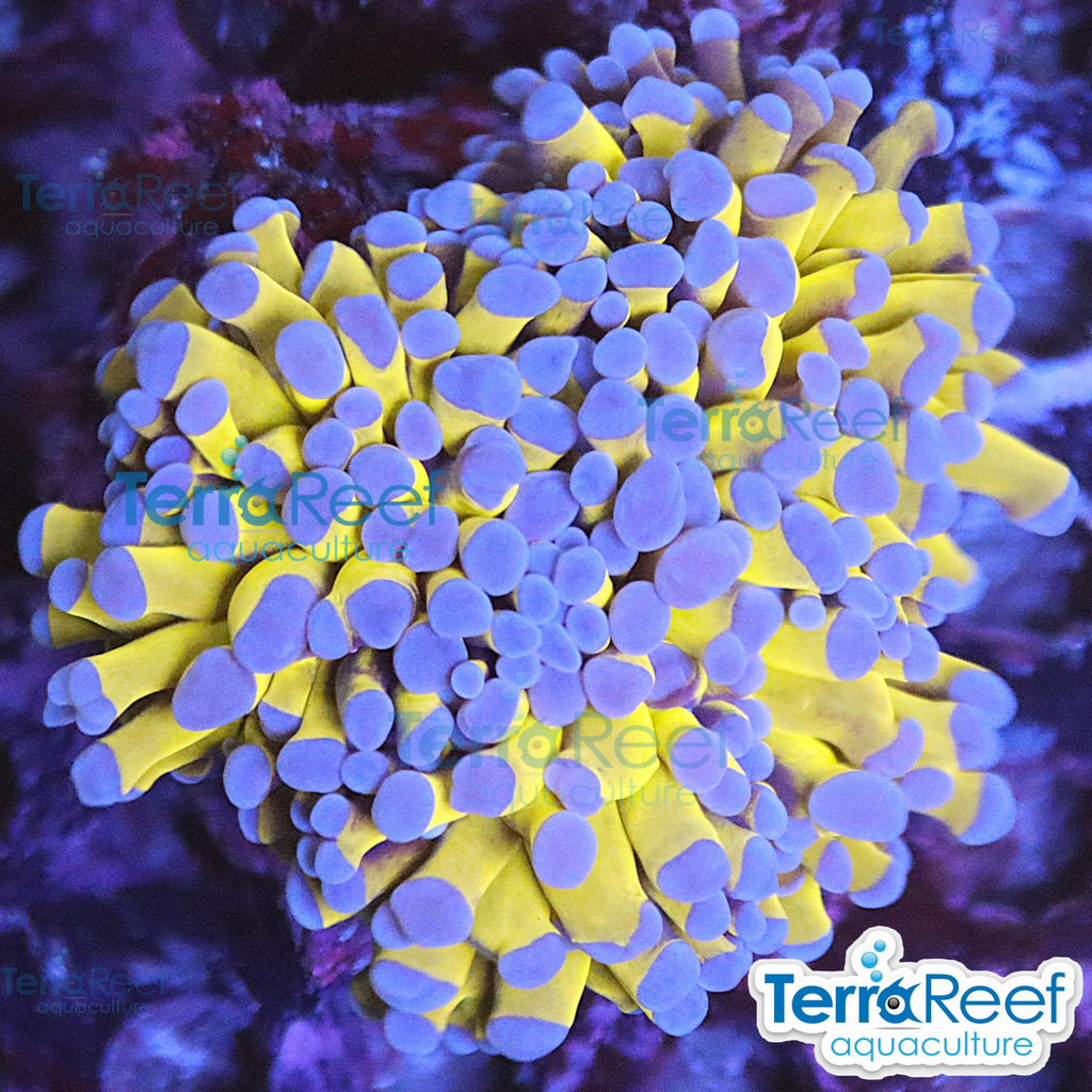 Aussie Gold Torch Coral WYSIWYG 23Large