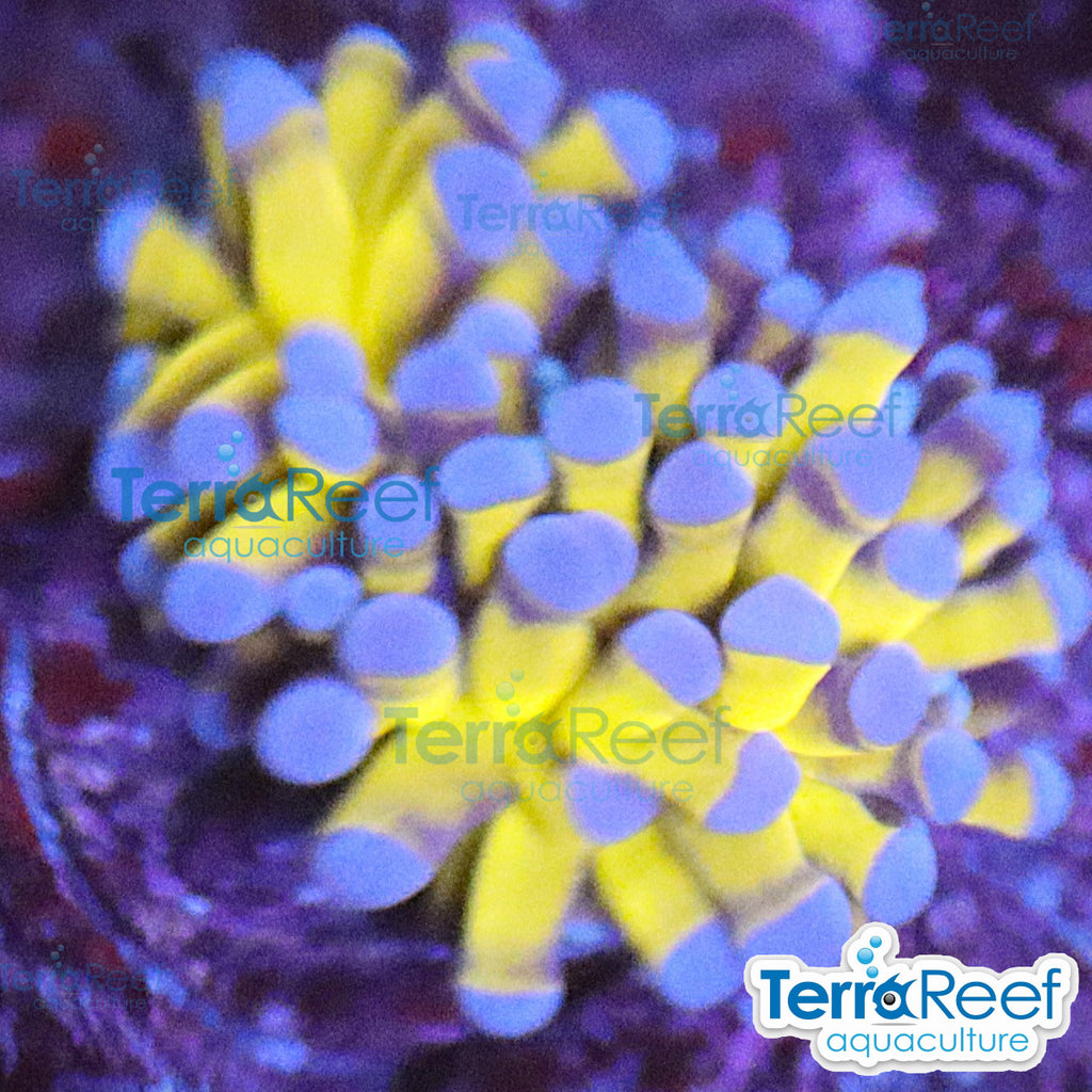 Aussie Gold Torch Coral WYSIWYG 29SmallRight