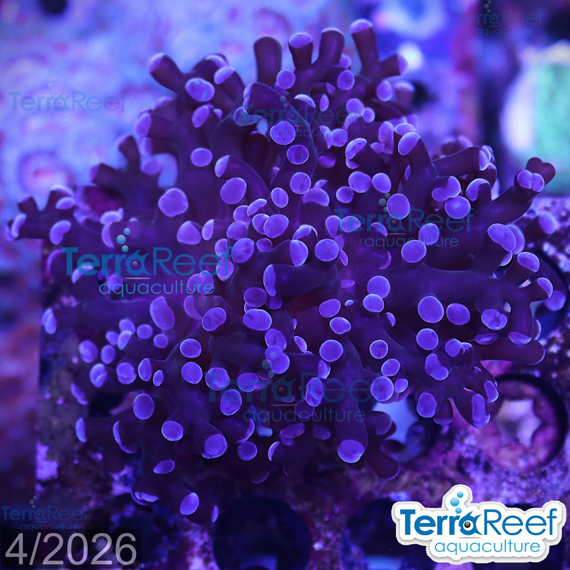 TerraReef Sweet Purple Frogspawn Coral aquacultured WYSIWYG coral frag for reef aquarium