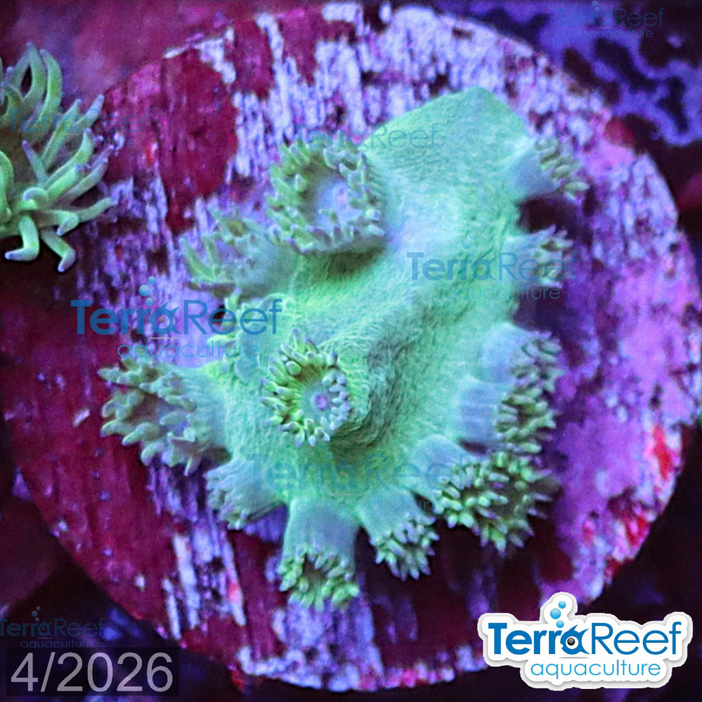 Pagoda cup coral (Turbinaria / Duncanopsammia sp.) WYSIWYG Frag 39FarRight