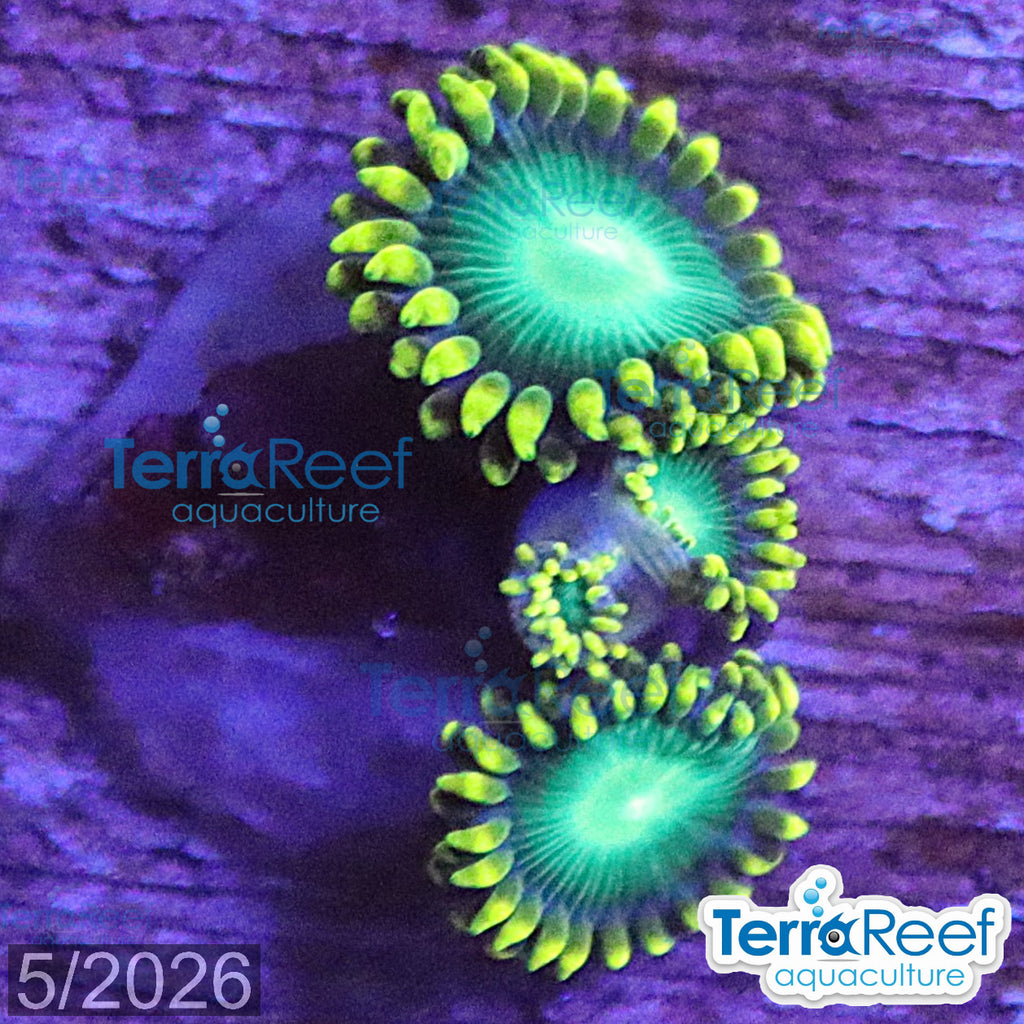 Radioactive Dragon Eyes Zoanthids aquacultured WYSIWYG coral frag for reef tank
