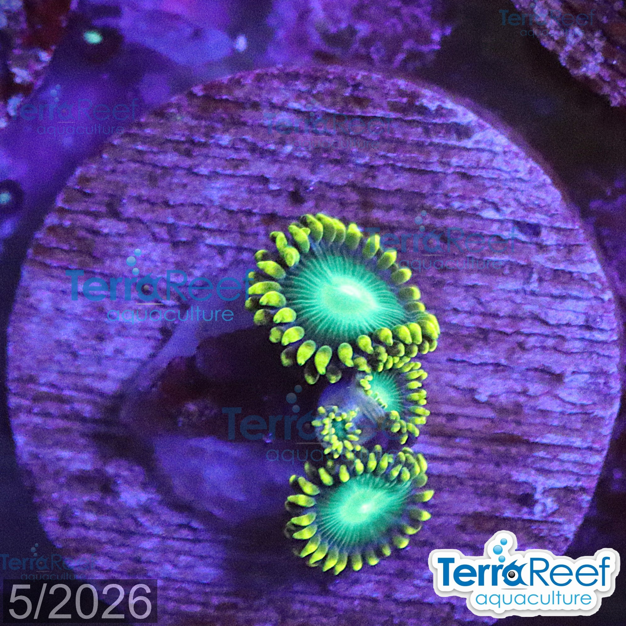 Radioactive Dragon Eyes Zoanthids WYSIWYG Frag 42Left
