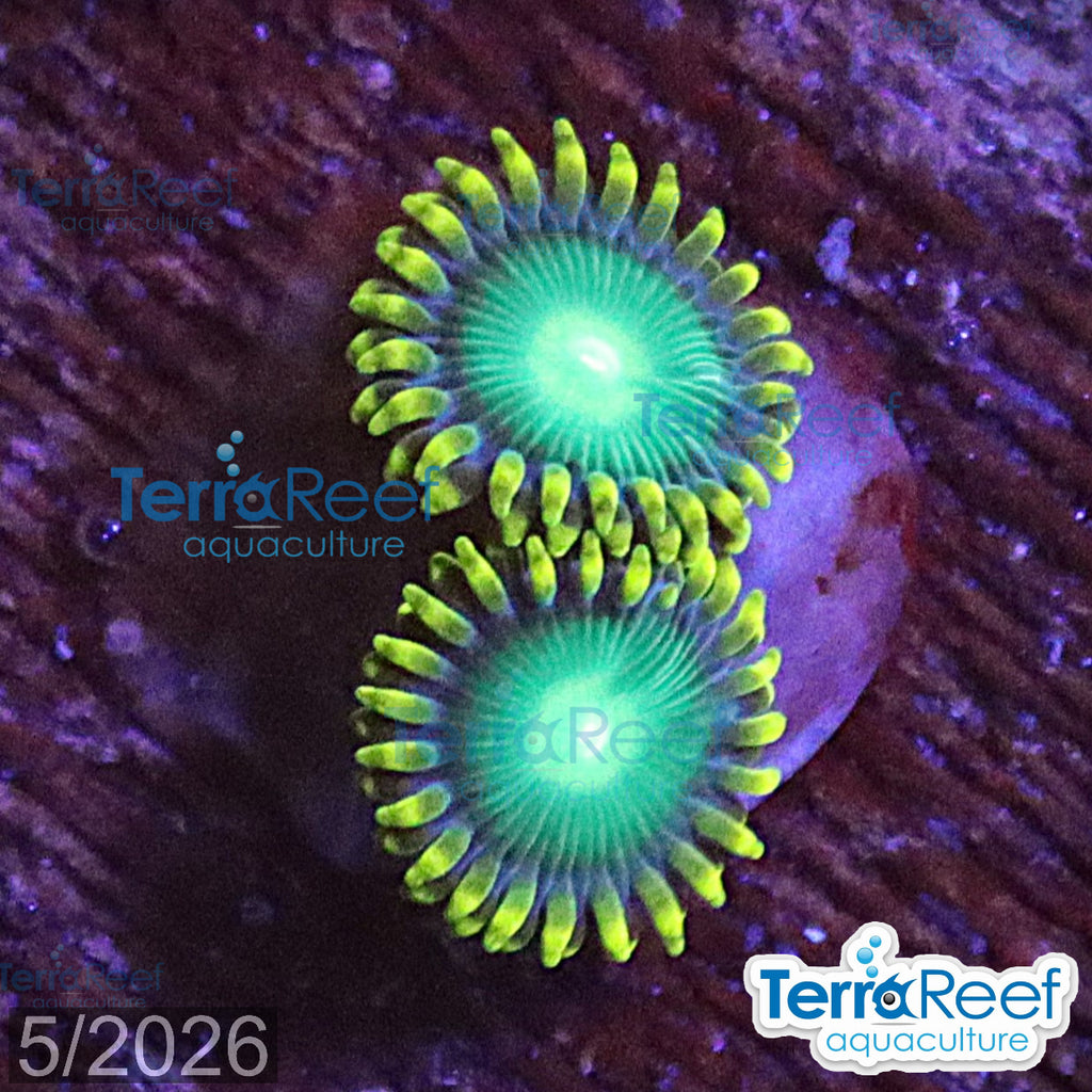 Radioactive Dragon Eyes Zoanthids aquacultured WYSIWYG coral frag for reef tank