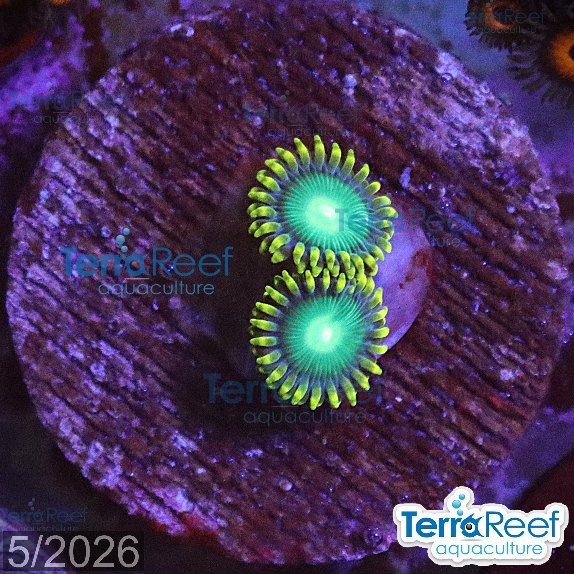 Radioactive Dragon Eyes Zoanthids WYSIWYG Frag 41Right