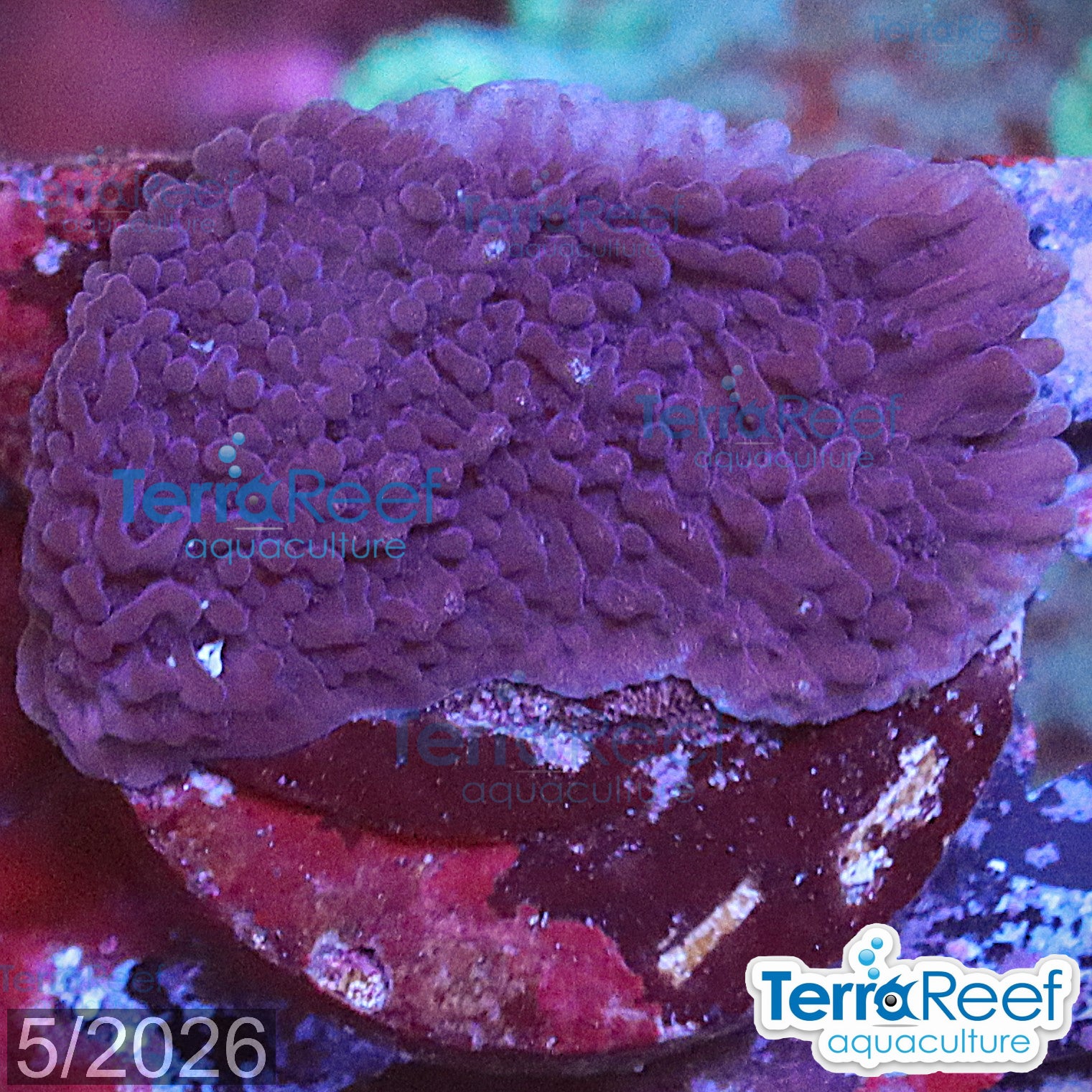 Purple Montipora capricornis Monti cap WYSIWYG Frag 24SmallLeft