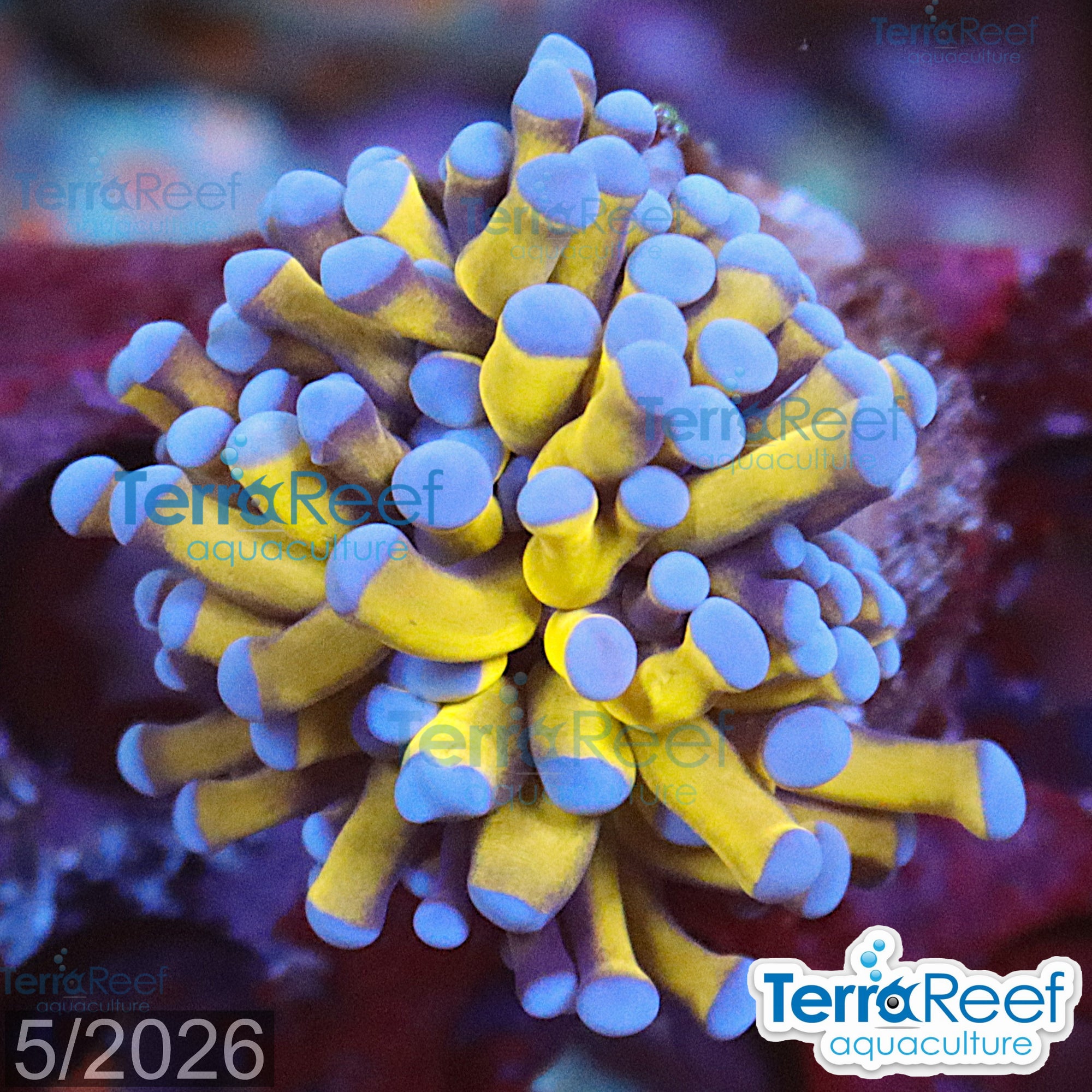 Aussie Gold Torch Coral aquacultured WYSIWYG coral frag for reef tank