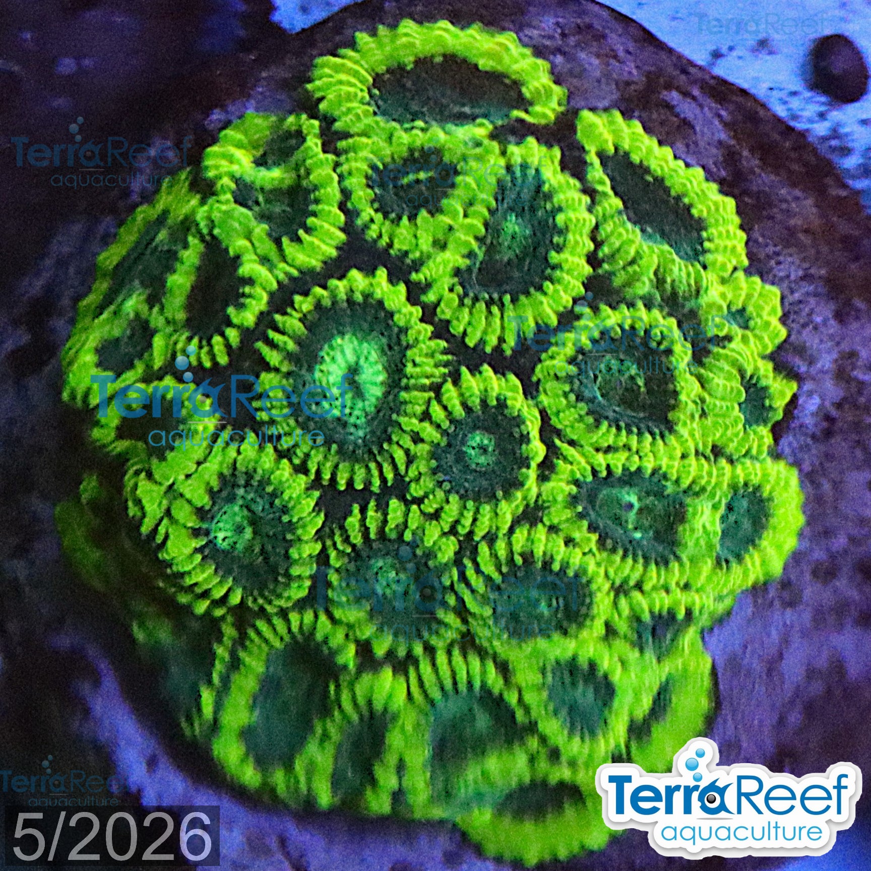 Green Brain Favia Favites aquacultured WYSIWYG coral frag for reef aquarium
