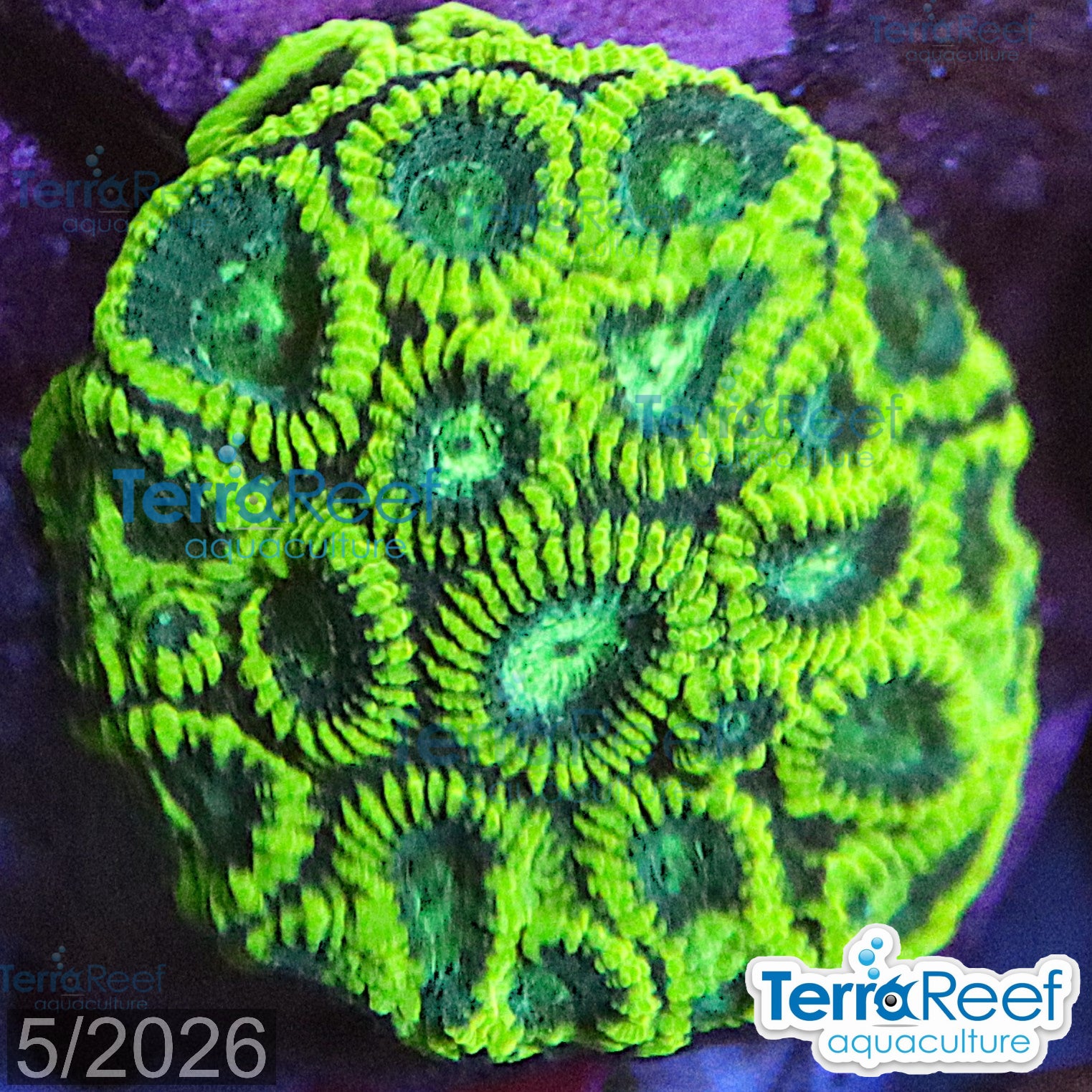 Green Brain Favia Favites aquacultured WYSIWYG coral frag for reef aquarium