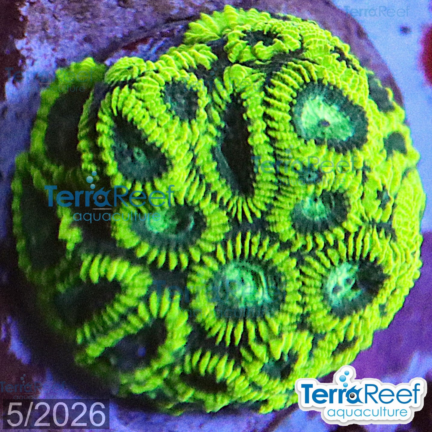 Green Brain Favia Favites aquacultured WYSIWYG coral frag for reef aquarium