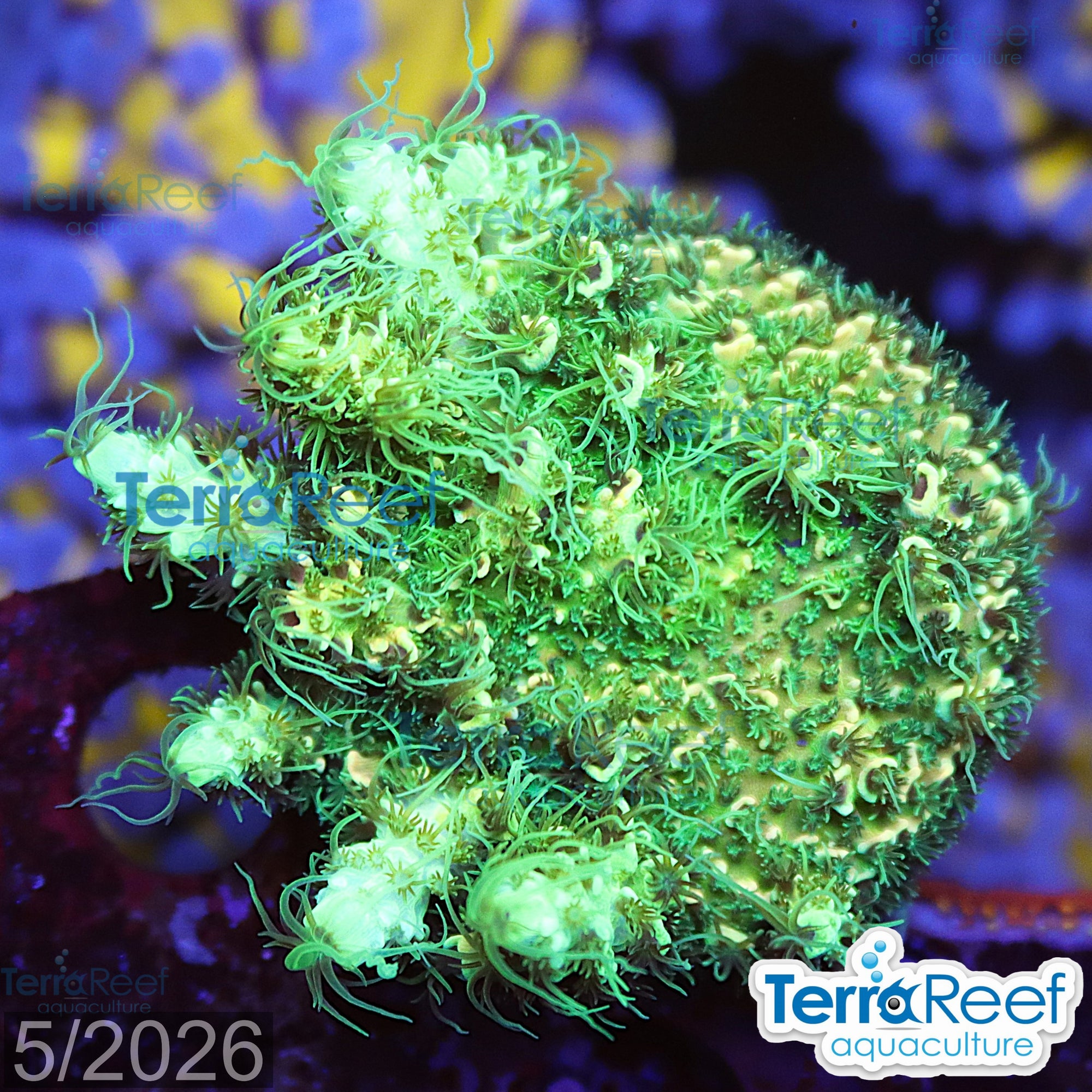 Aquacultured WYSIWYG frilly green Acropora coral frag for reef aquarium