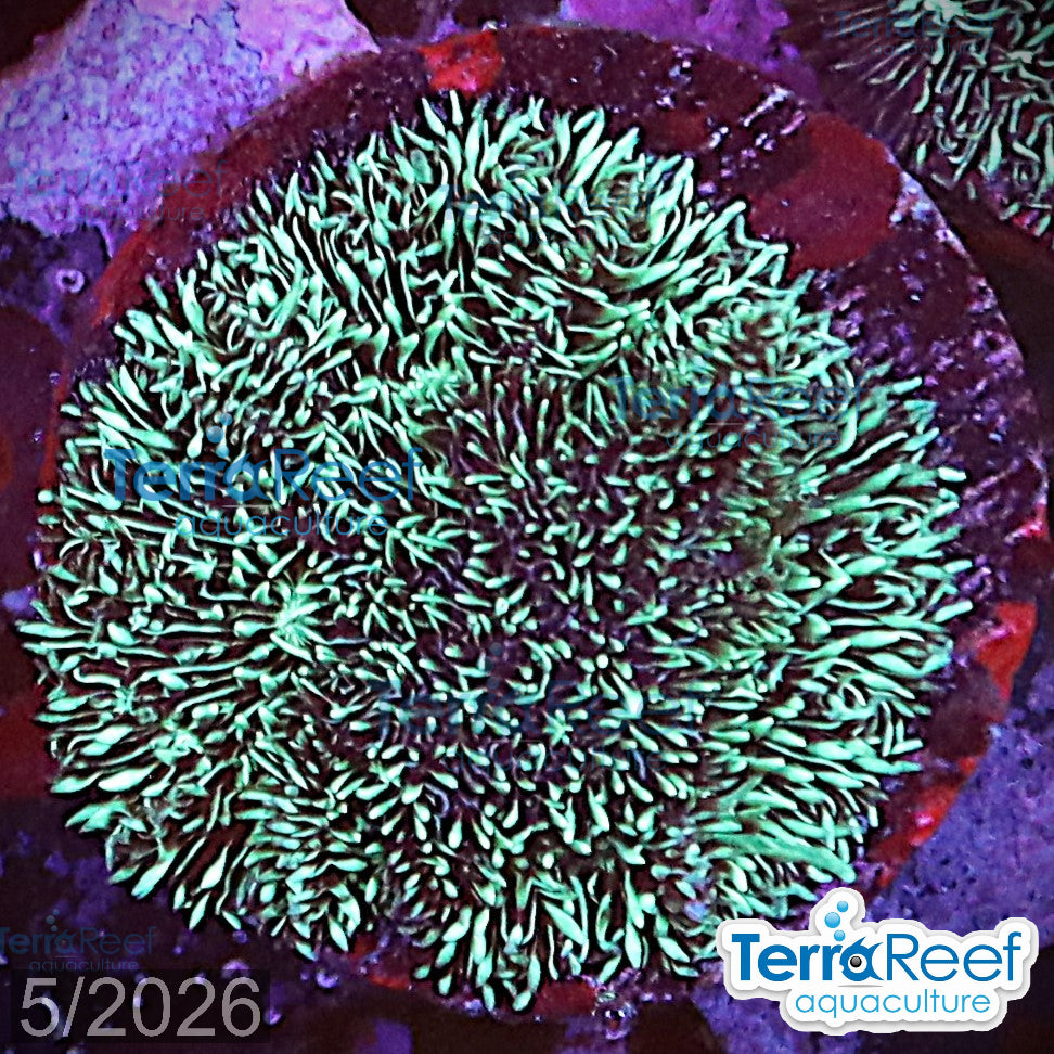 "Shaggy couch Pavona coral" WYSIWYG 11MidLeft