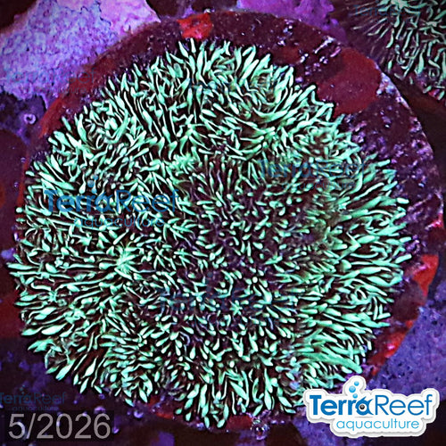 "Shaggy couch Pavona coral" WYSIWYG 11MidLeft