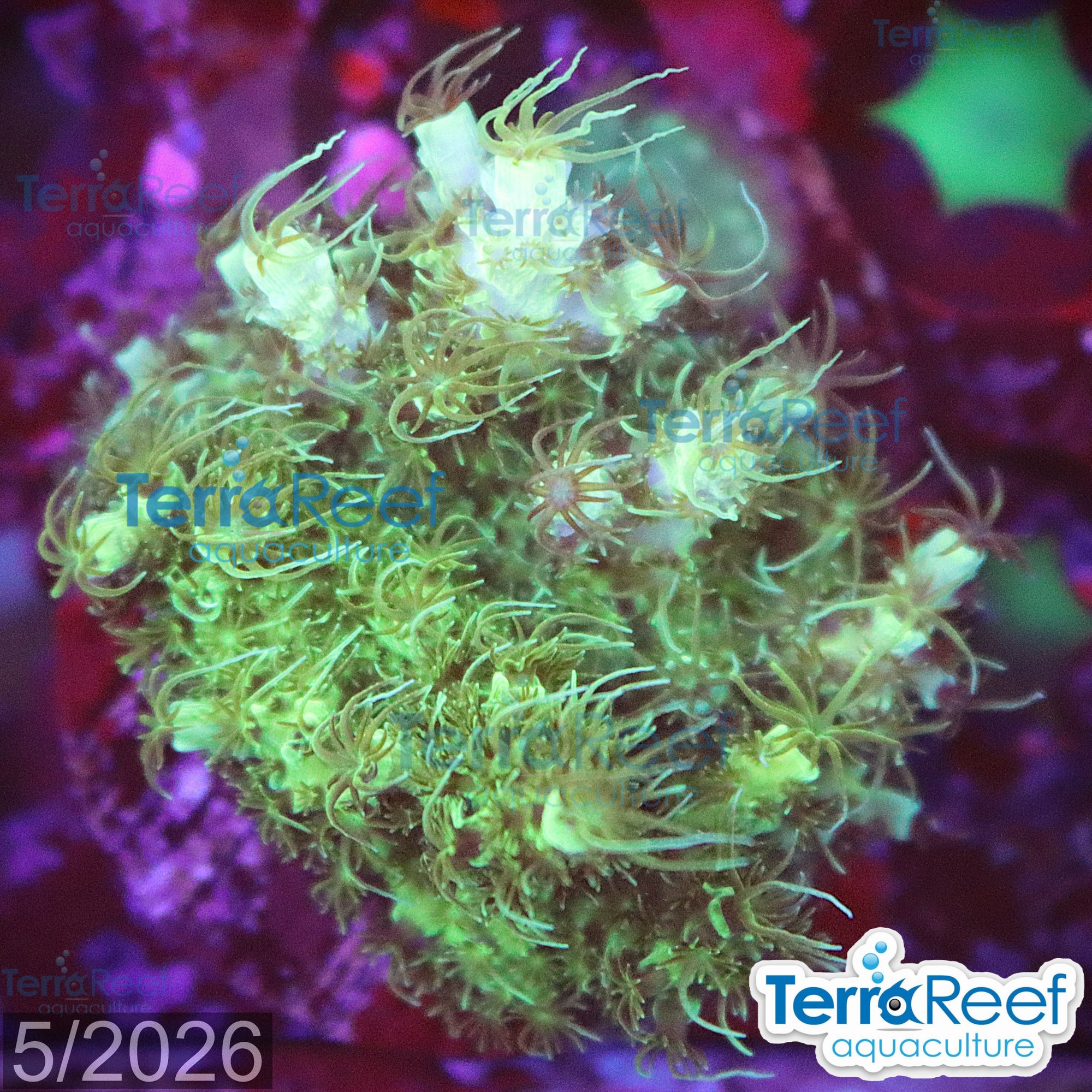 Aquacultured WYSIWYG frilly green Acropora coral frag for reef aquarium