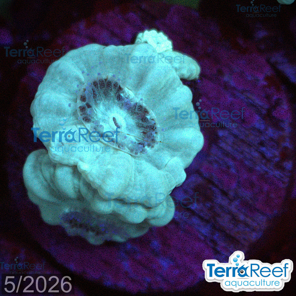 Green Candy Cane Caulastrea aquacultured Qted WYSIWYG coral frag for reef tank