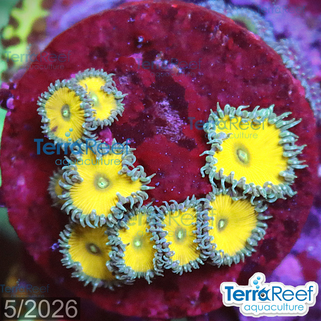 Nuclear Green Paly Zoanthids WYSIWYG Frag 27
