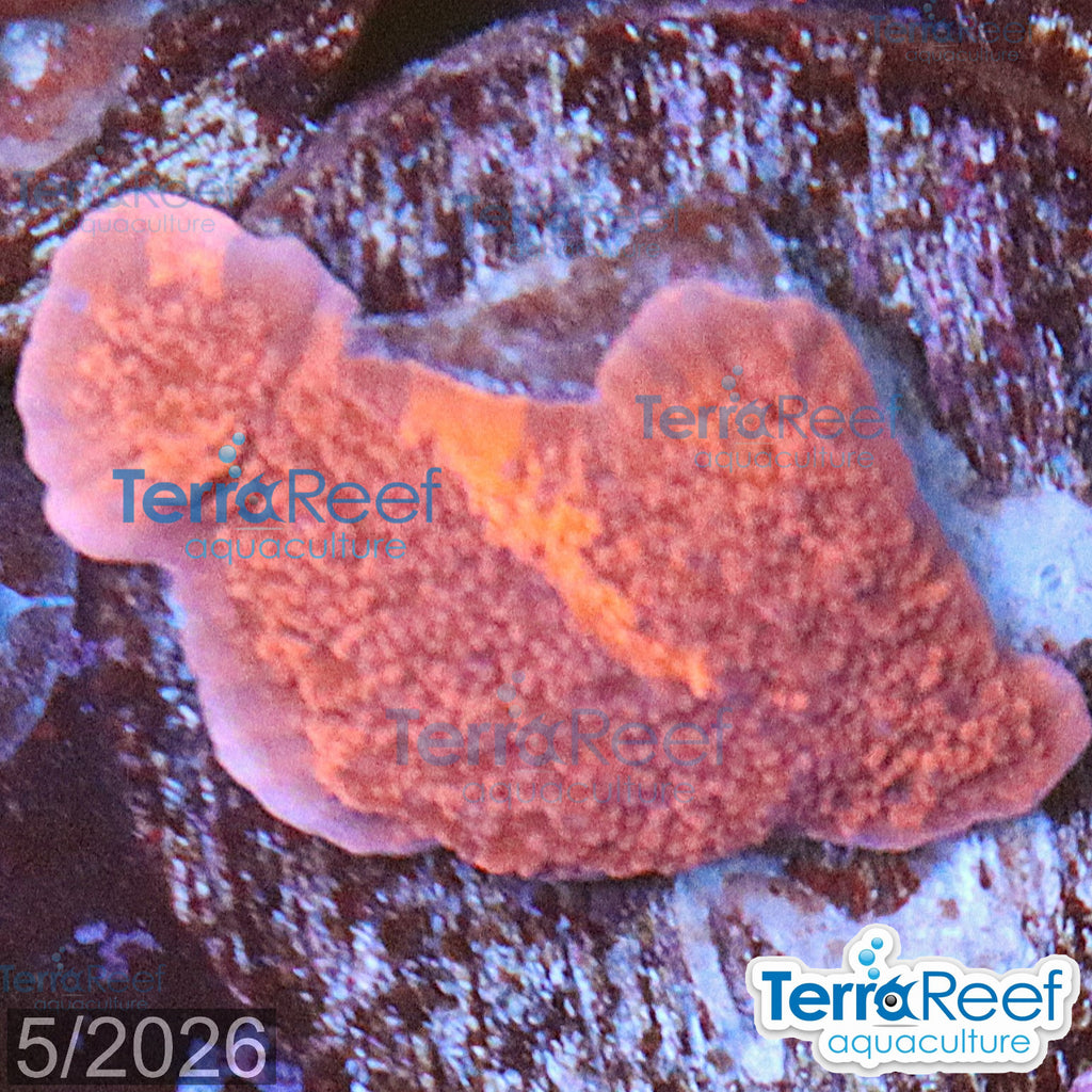 Grafted Purple & Red Monti Cap WYSIWYG 10