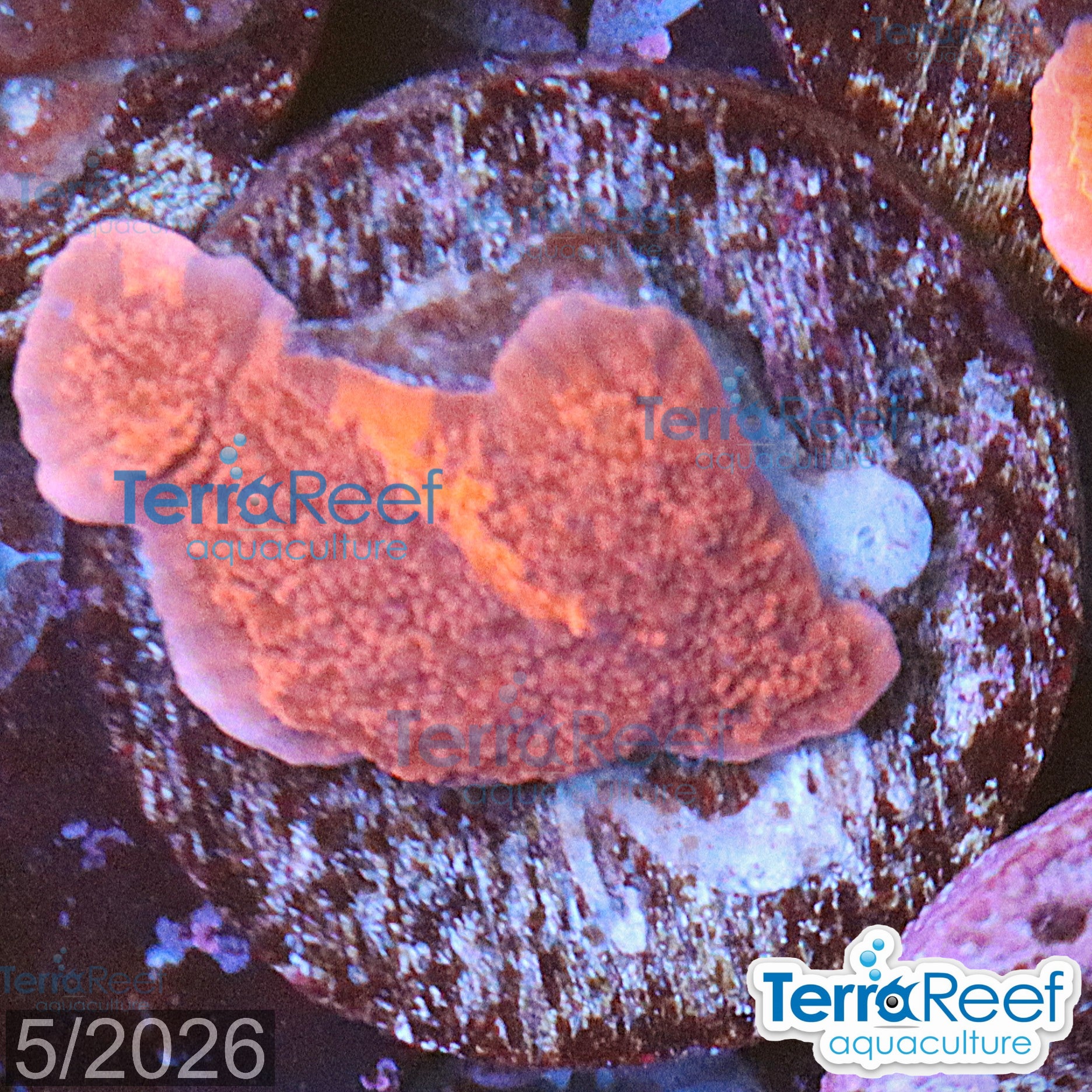 Grafted Purple & Red Monti Cap WYSIWYG 10