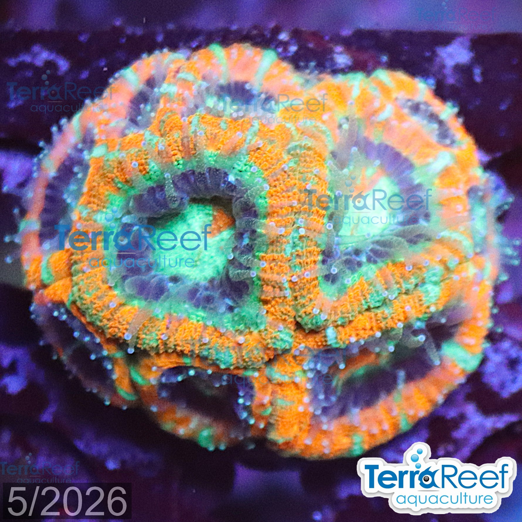 Raging Storm Micromussa "Acan lord" WYSIWYG Frag 21Sink