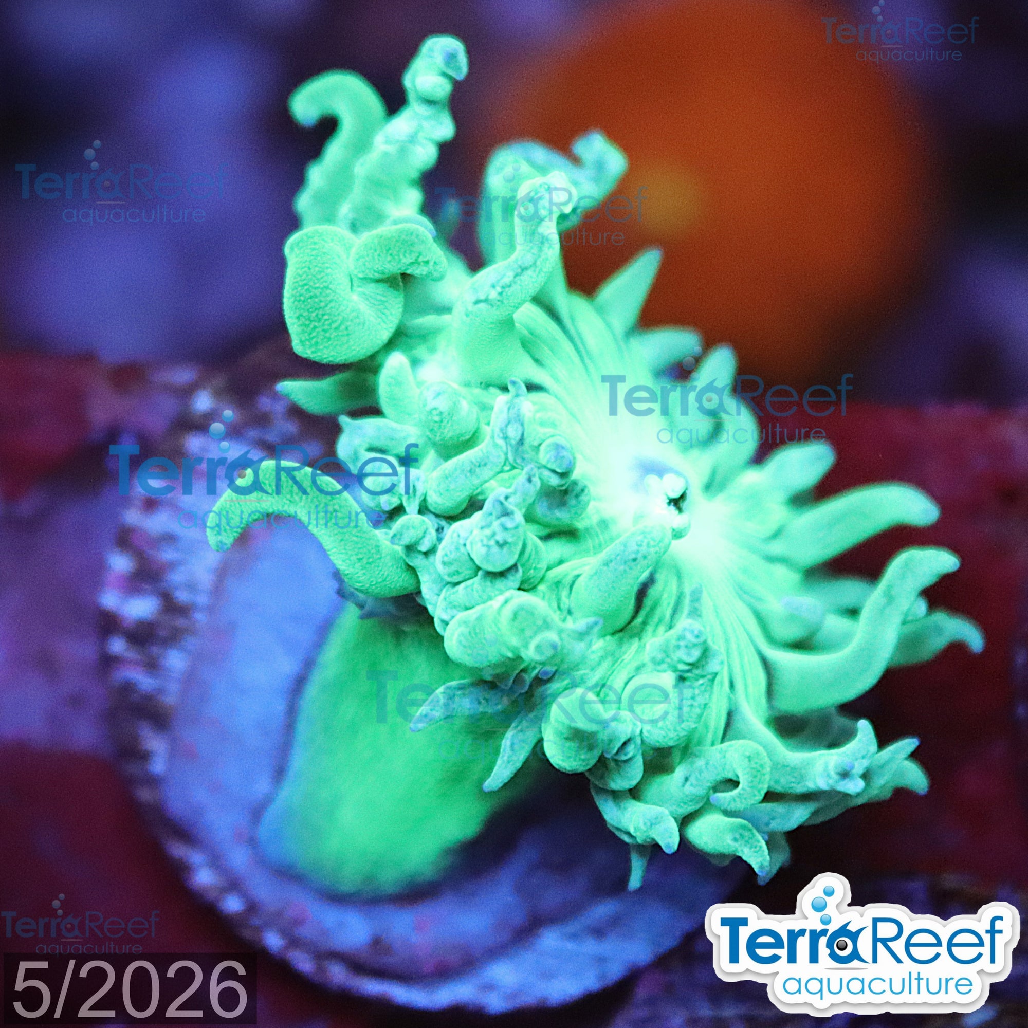 Duncan Coral Duncanopsammia QTed aquacultured WYSIWYG coral frag for reef aquarium