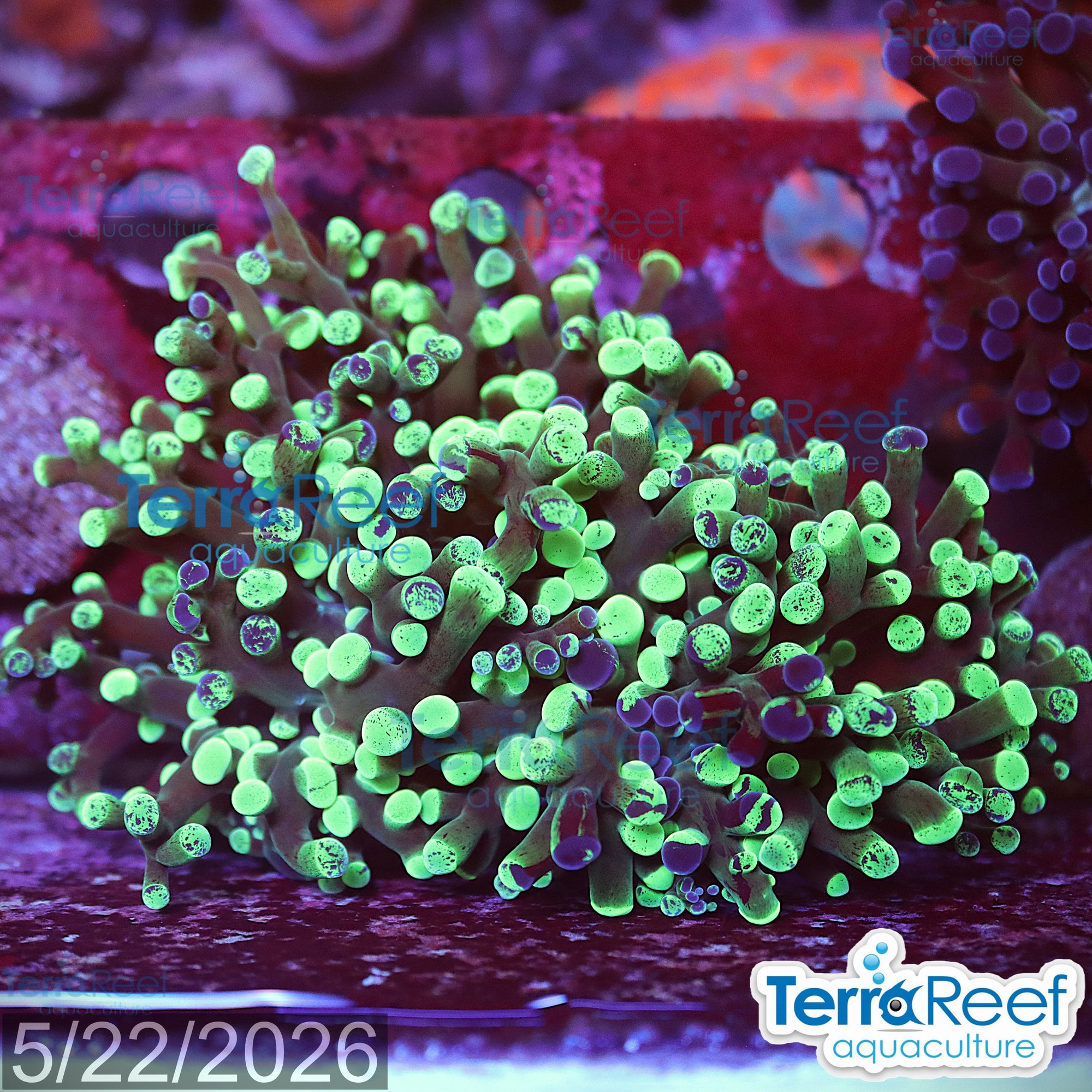 TerraReef MF Sweet Rainbow Bicolor Frogspawn WYSIWYG 26Left