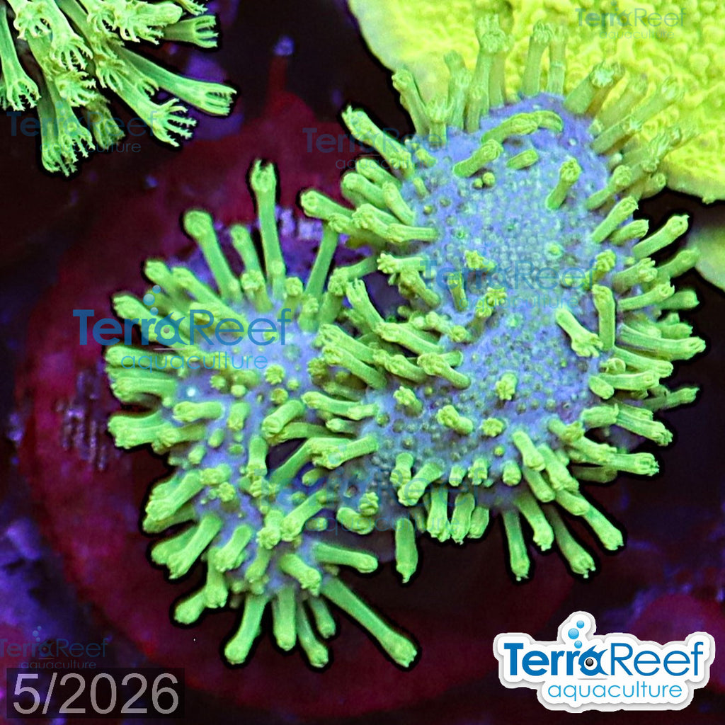 Tyree Green Sarcophyton Toadstool leather WYSIWYG Mini frag 25Right