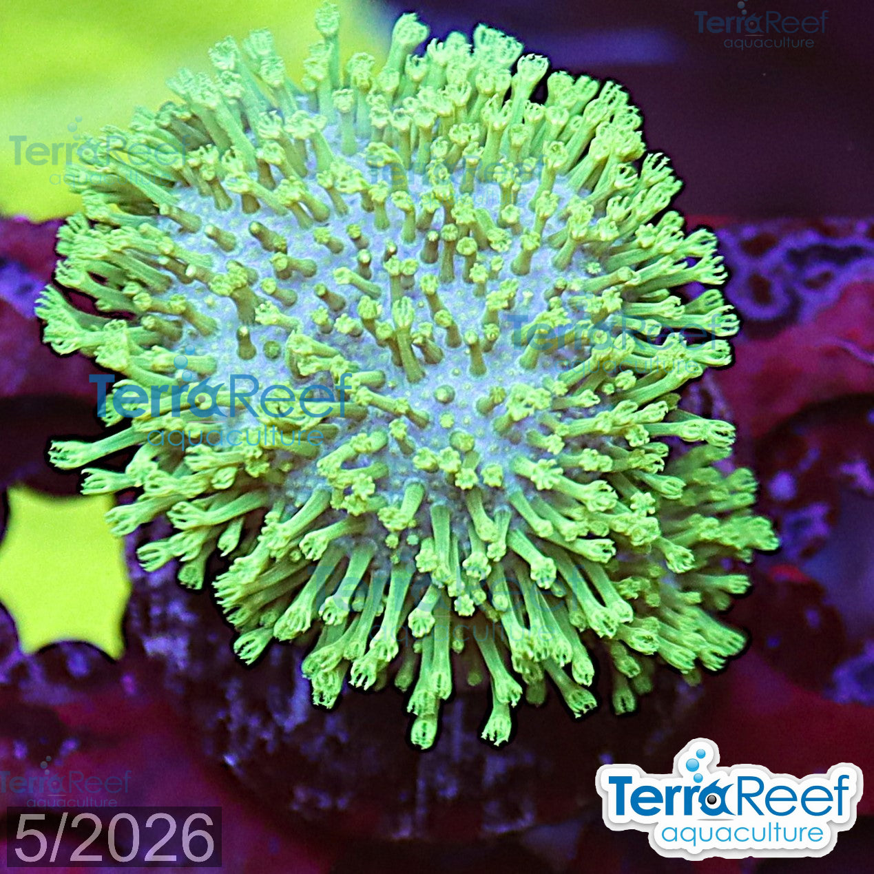 Tyree Green Sarcophyton Toadstool Leather aquacultured WYSIWYG coral frag for reef aquarium